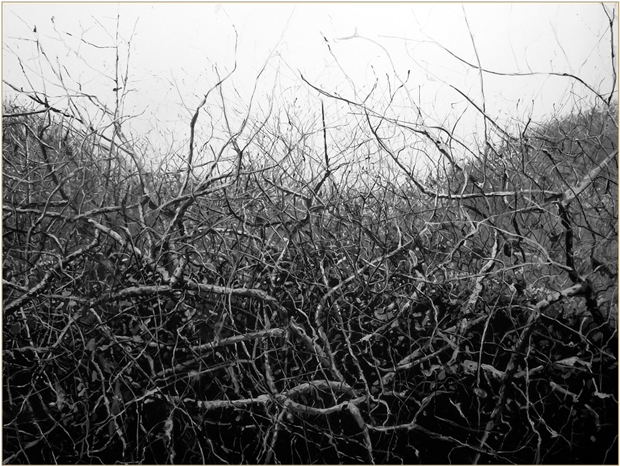 attention-les-images-que-vous-allez-voir-ne-sont-pas-des-photographies7