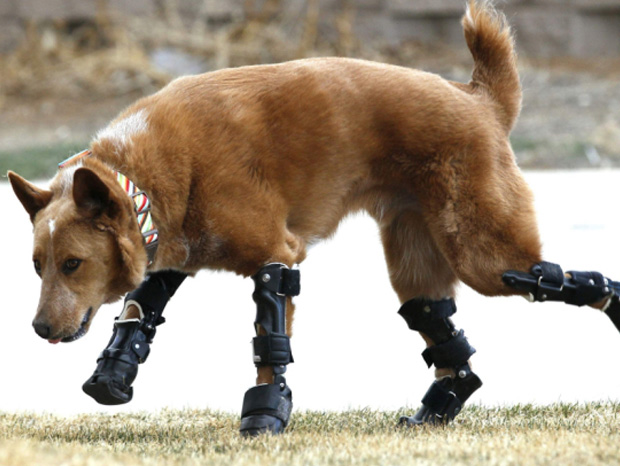 malgre-un-abandon-qui-lui-a-coute-ses-pattes-ce-chien-peut-a-courir-grace-aux-prothesesUNE