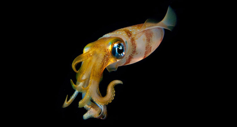 14-creatures-abyssales-sillustrent-dans-de-magnifiques-cliches-une