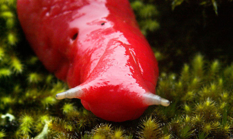 cette-limace-rose-fluo-ressemble-etrangement-a-un-piment-rouge-une1
