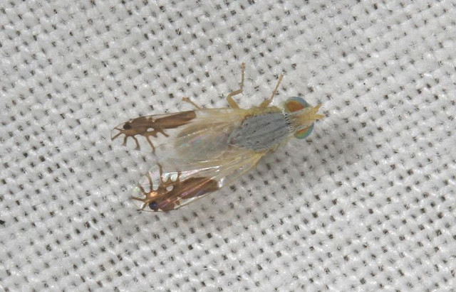 Une mouche dispose de fourmis dessinées sur ses ailes pour se protéger 3