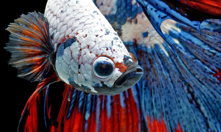 contemplez-la-grace-sublime-des-poissons-combattants-a-travers-leur-danse-envoutante-une