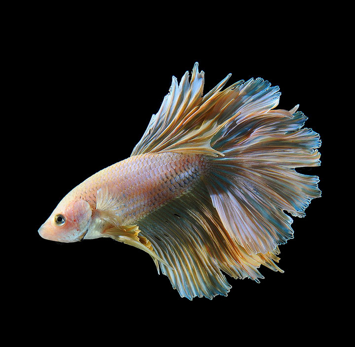 contemplez-la-grace-sublime-des-poissons-combattants-a-travers-leur-danse-envoutante-1