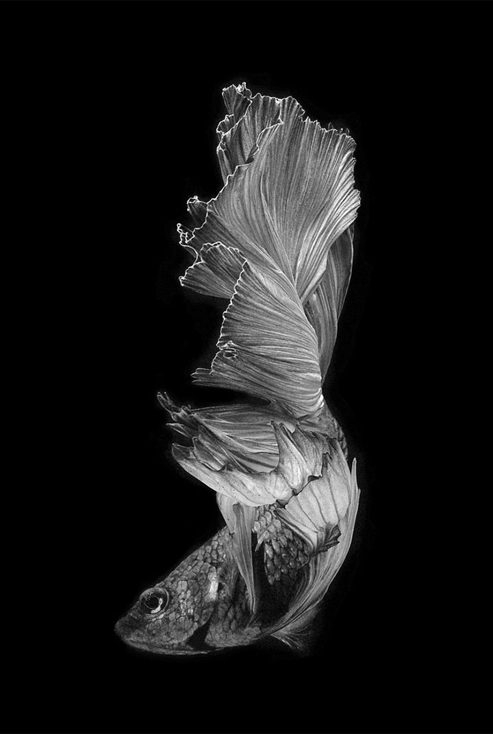 contemplez-la-grace-sublime-des-poissons-combattants-a-travers-leur-danse-envoutante-11