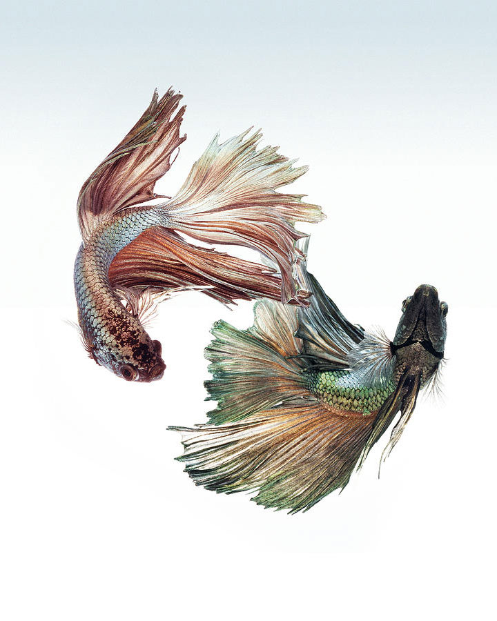 contemplez-la-grace-sublime-des-poissons-combattants-a-travers-leur-danse-envoutante-2