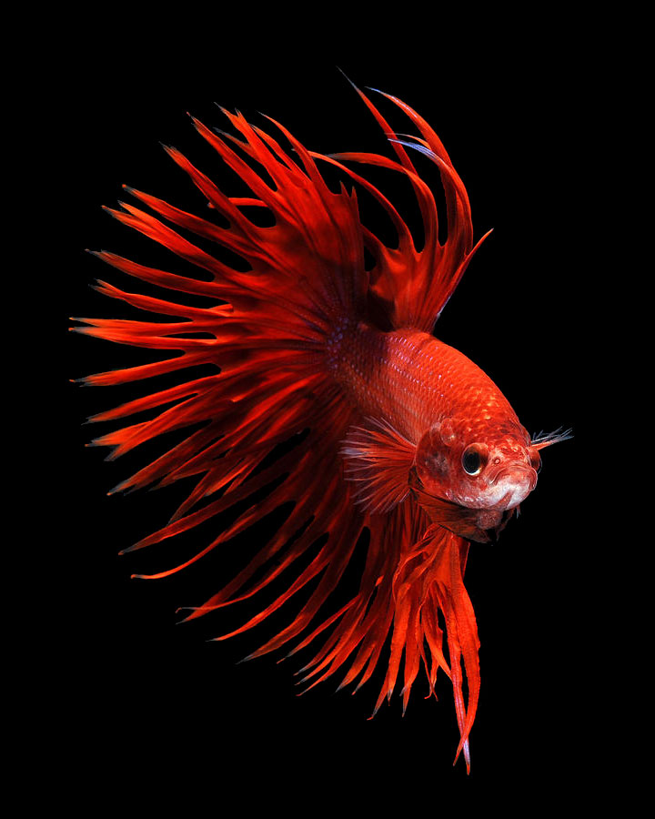 contemplez-la-grace-sublime-des-poissons-combattants-a-travers-leur-danse-envoutante-3