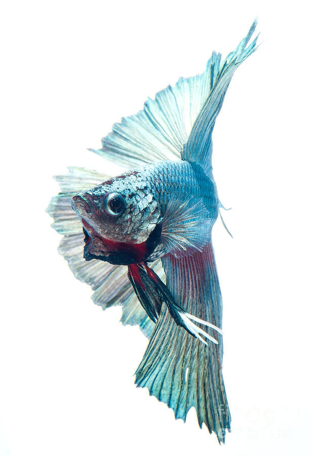 contemplez-la-grace-sublime-des-poissons-combattants-a-travers-leur-danse-envoutante-4