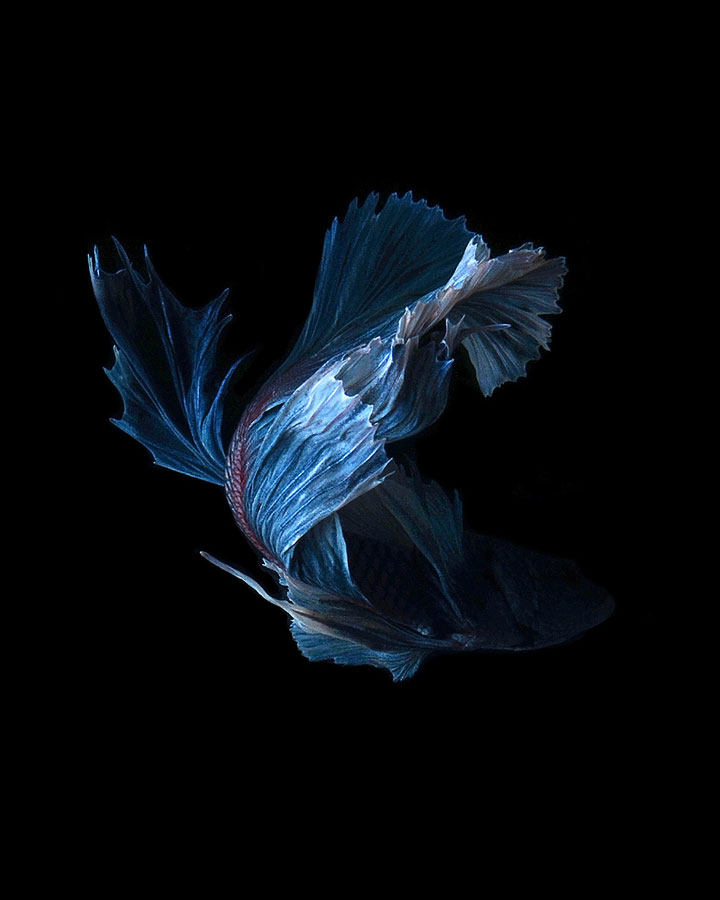 contemplez-la-grace-sublime-des-poissons-combattants-a-travers-leur-danse-envoutante-5