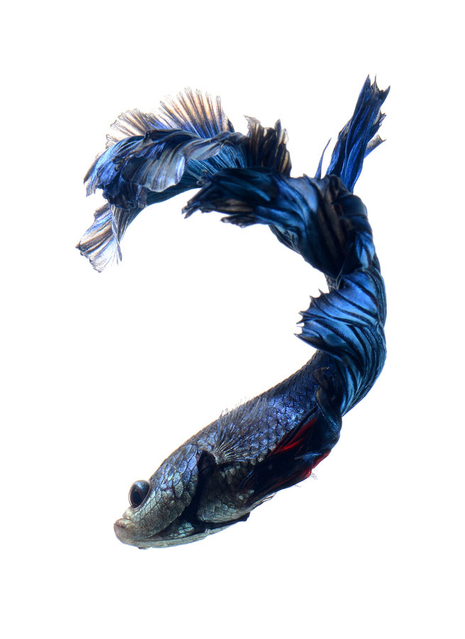 contemplez-la-grace-sublime-des-poissons-combattants-a-travers-leur-danse-envoutante-6