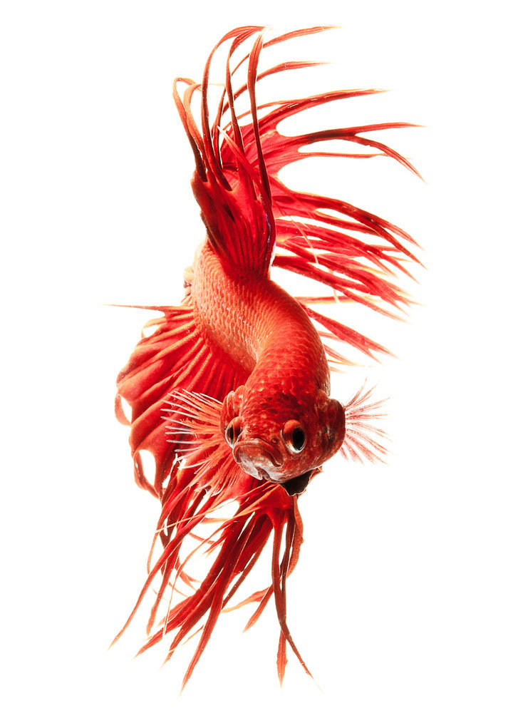 contemplez-la-grace-sublime-des-poissons-combattants-a-travers-leur-danse-envoutante-8