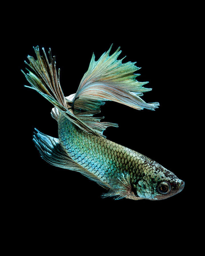 contemplez-la-grace-sublime-des-poissons-combattants-a-travers-leur-danse-envoutante-9