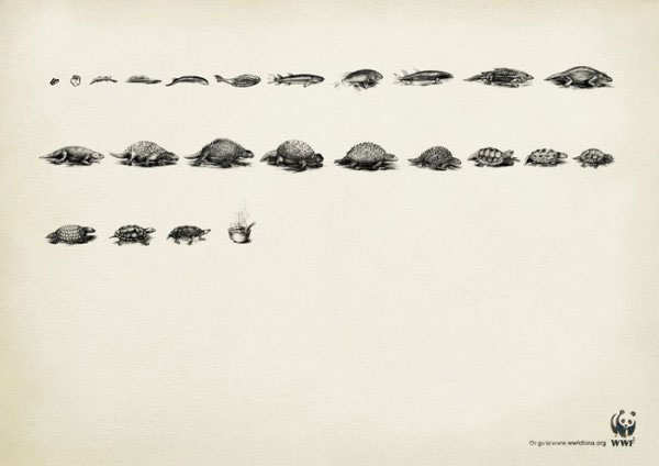 wwf-evolution