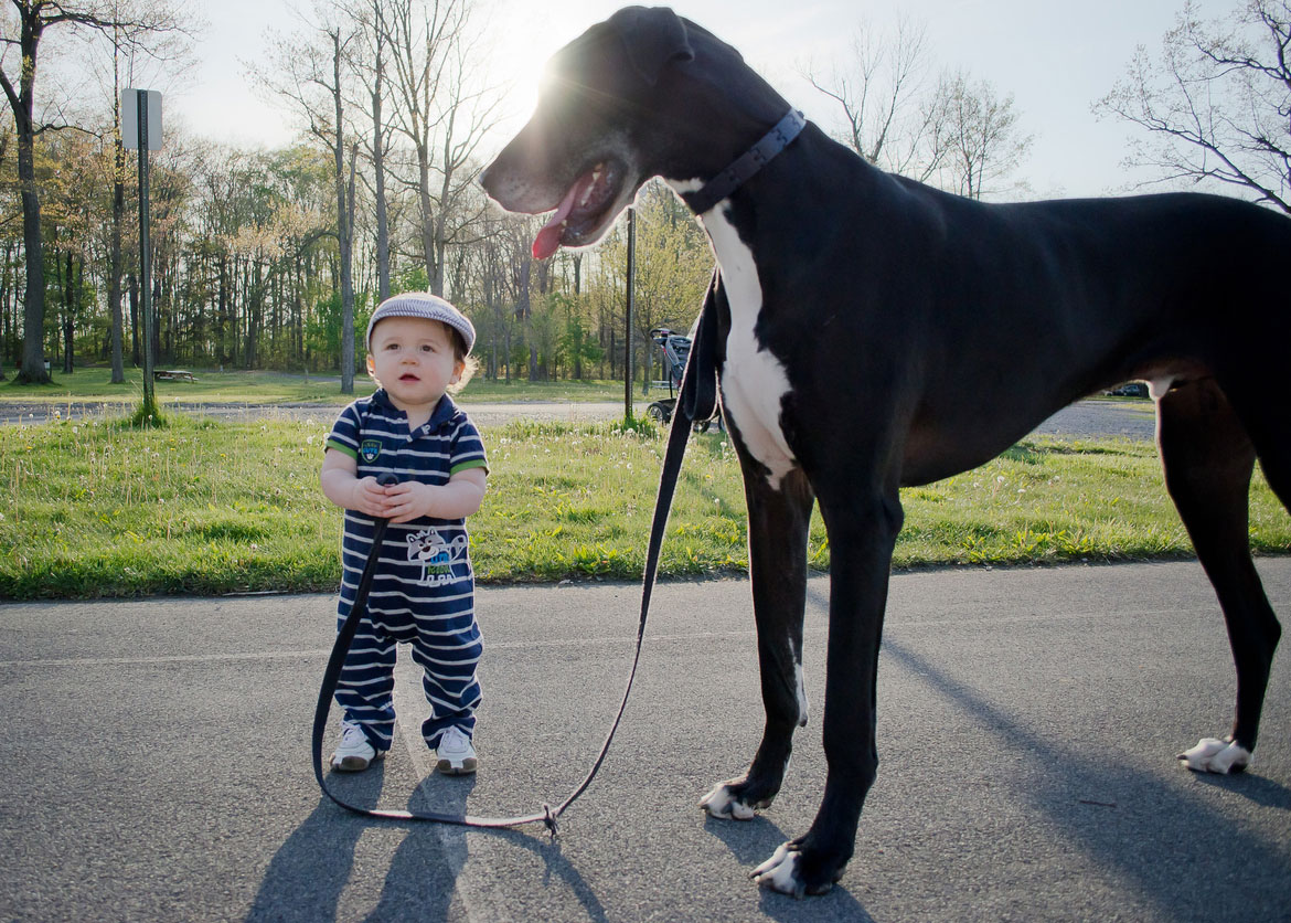 chien-laisse-bebe-casquette