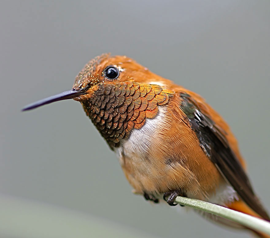 colibri-roux-branche