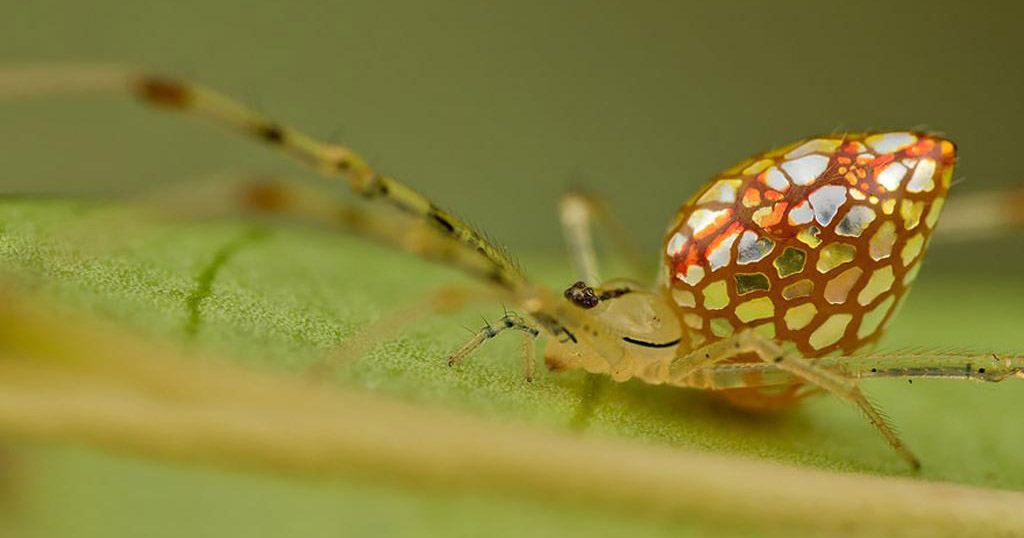 une araignee