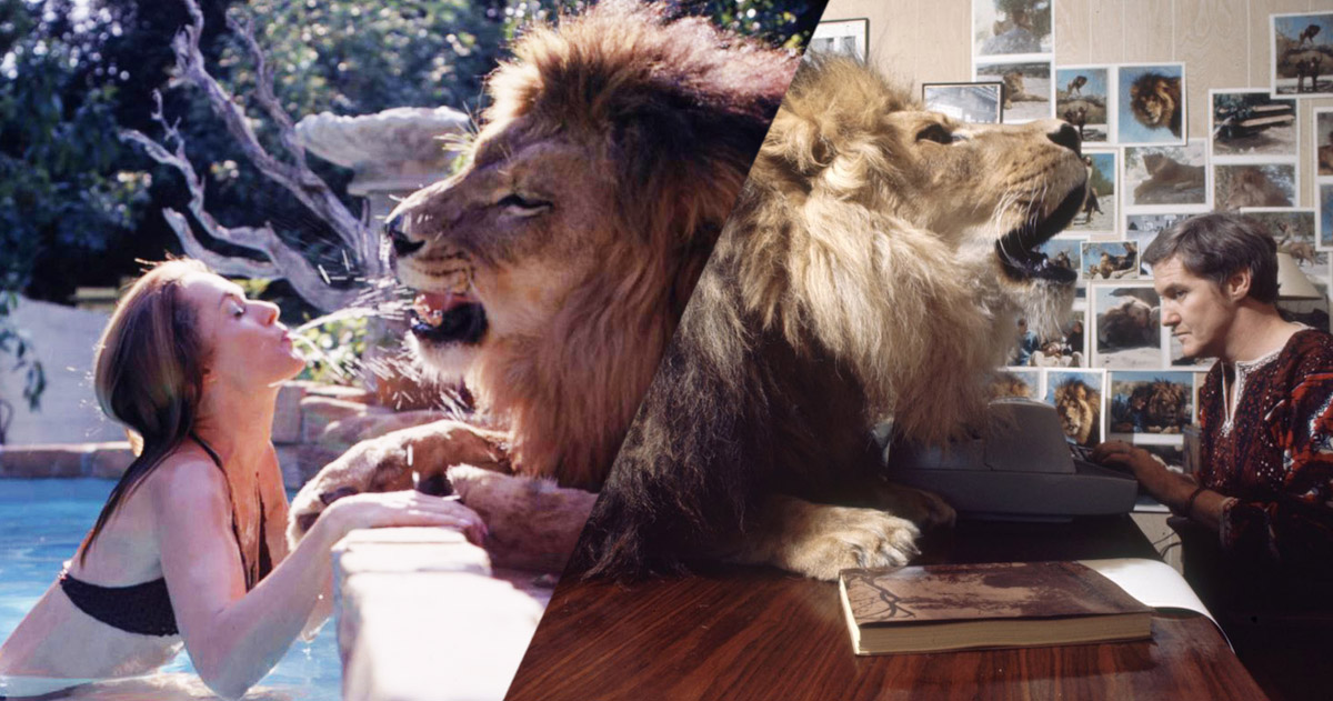 une lion