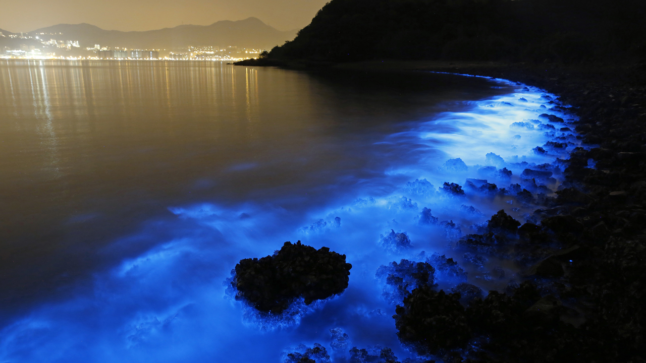 algue-mere-hongkong