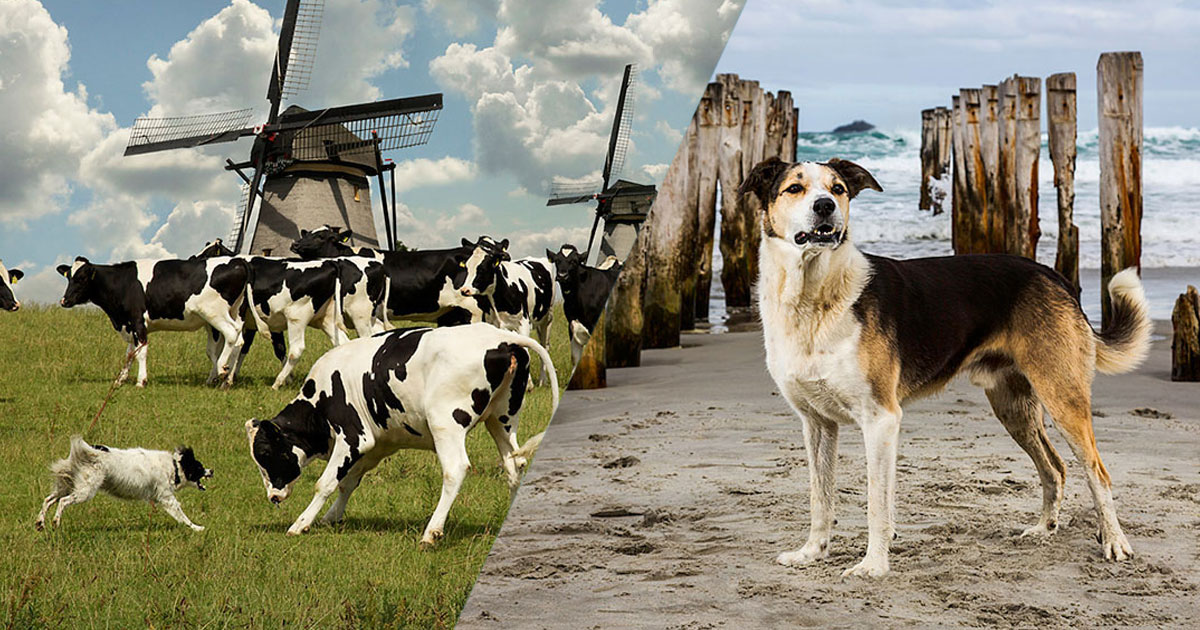 chien-garde-sauvetgae-heros