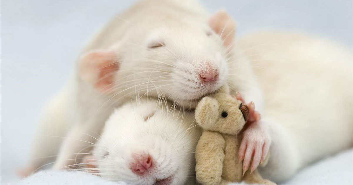 souris-calins