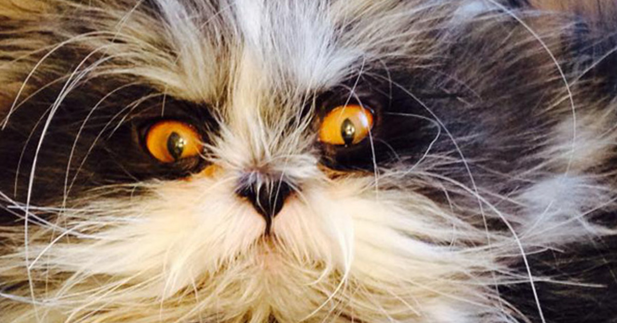 une-chat-mechant-2
