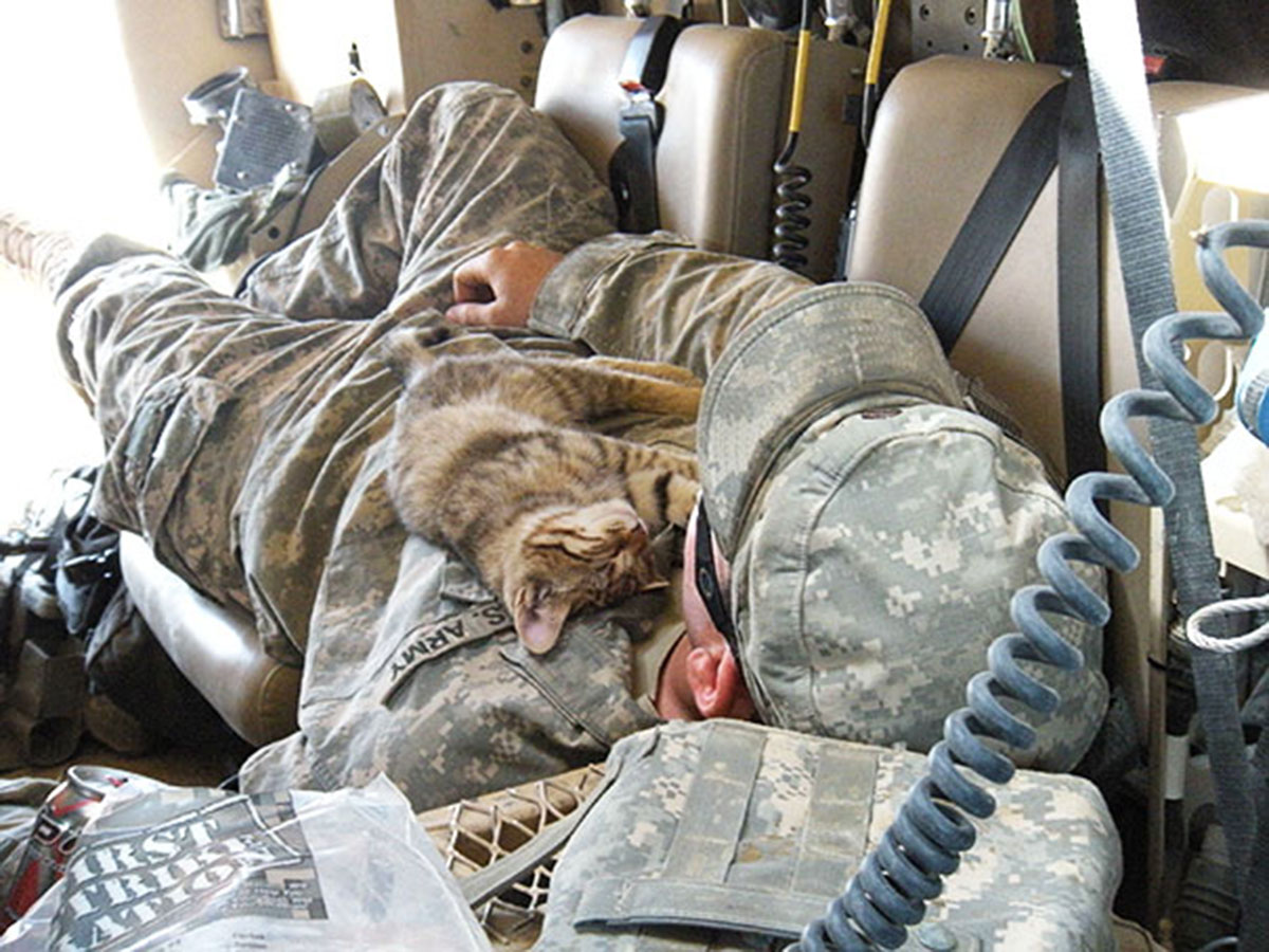 chat-dort-soldat