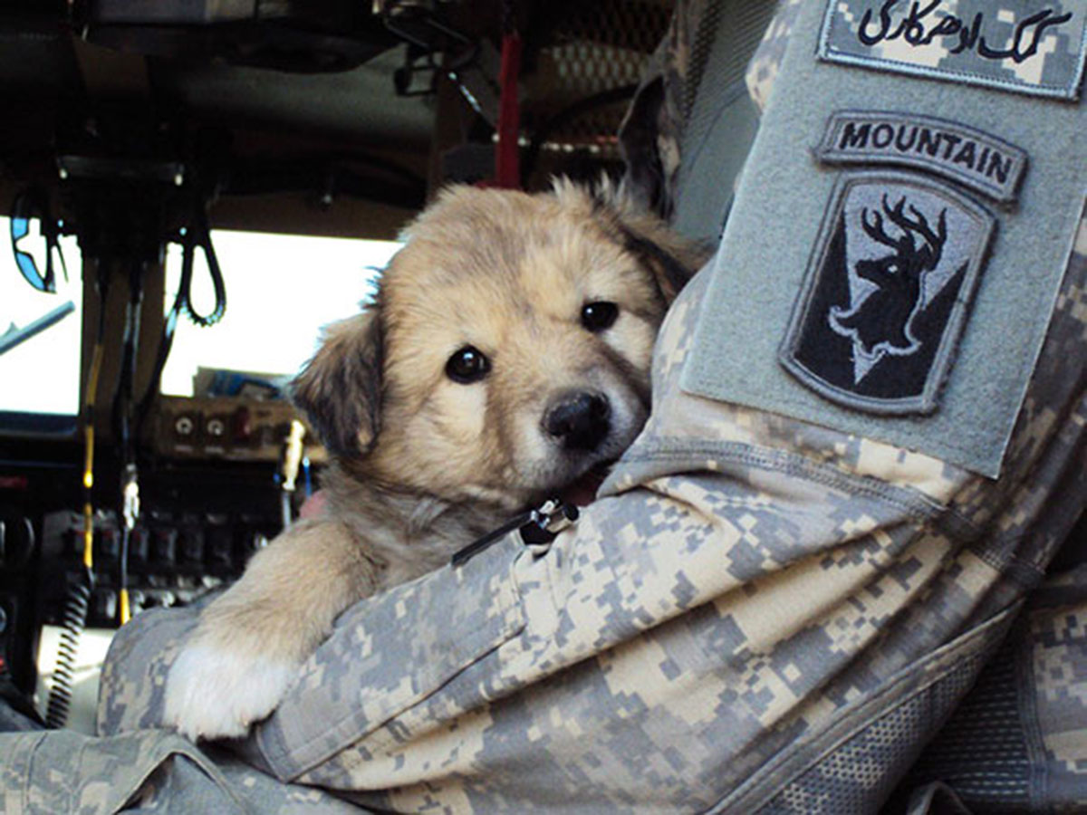 chien-avec-soldat