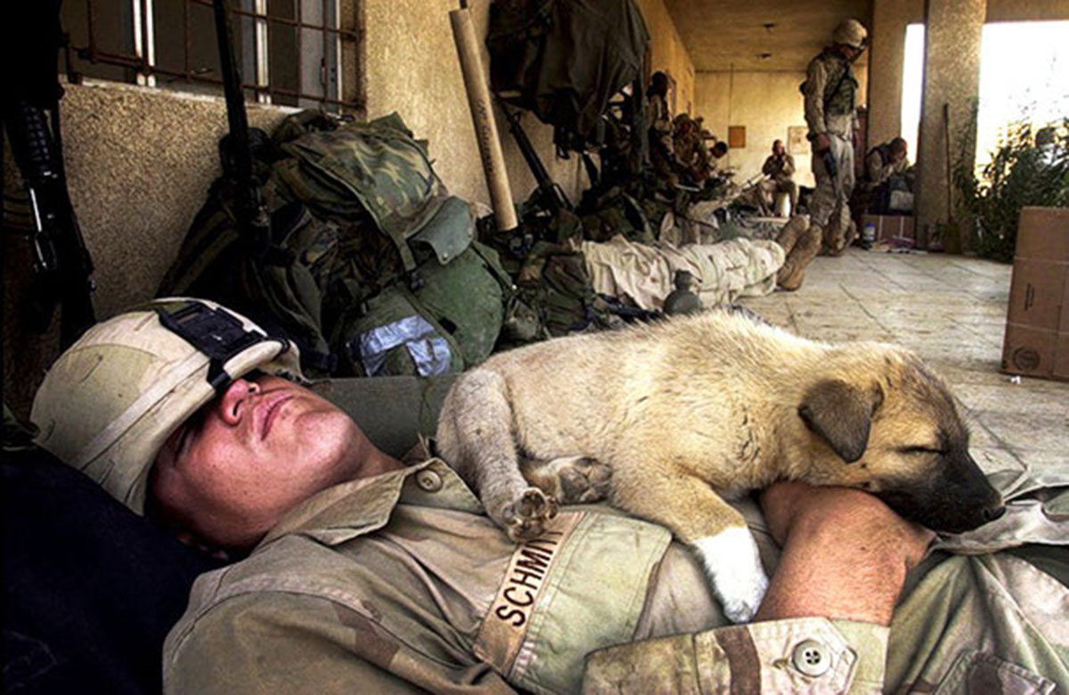 chien-soldat-repos