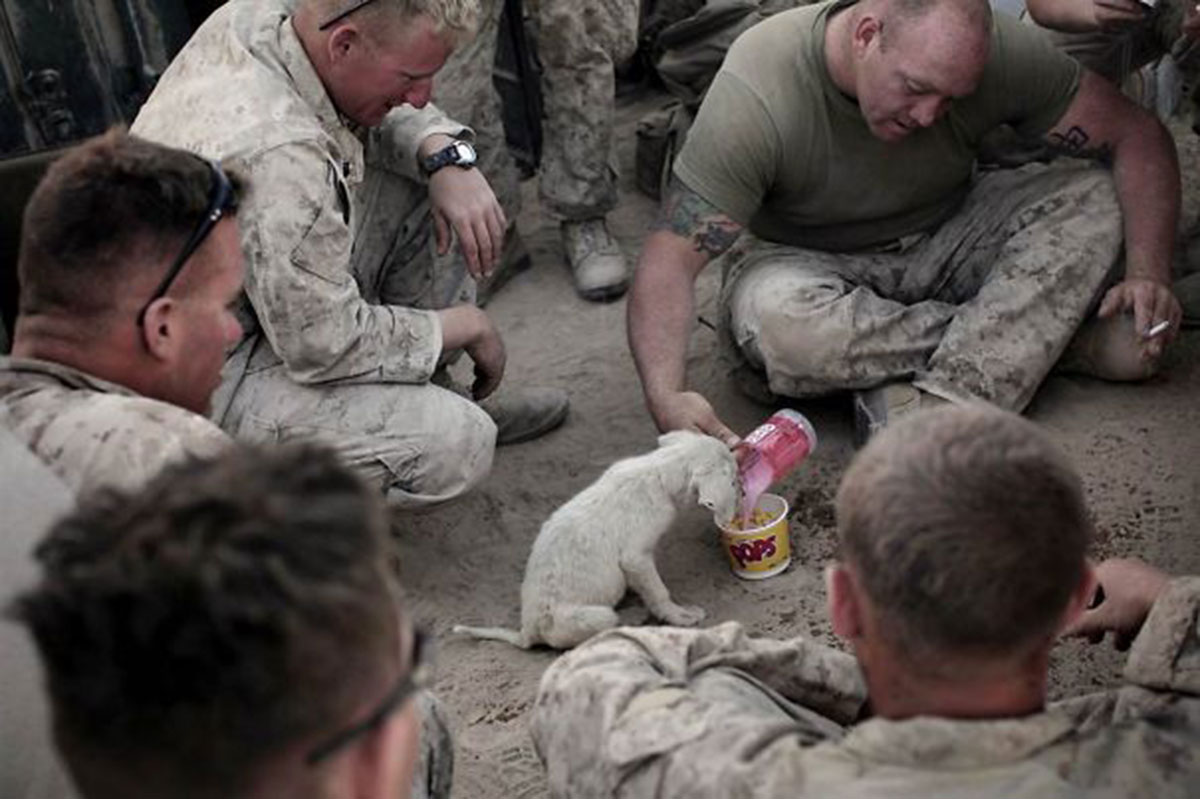 chiot-marines