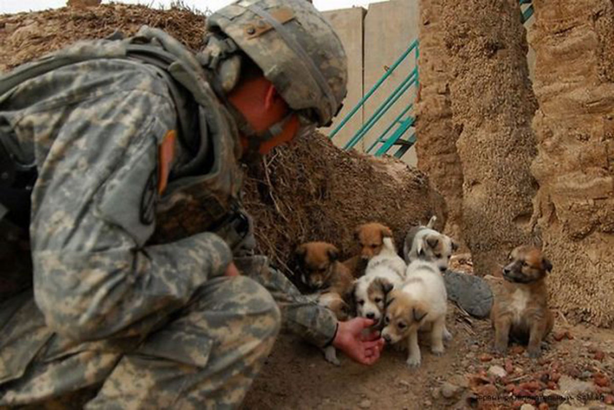 soldat-donne-nourriture-chiots