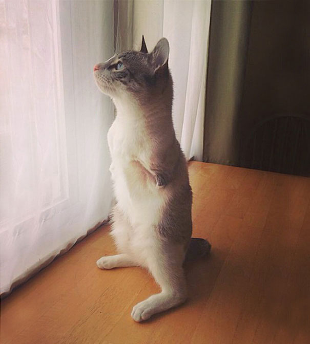 7-chat-sans-patte