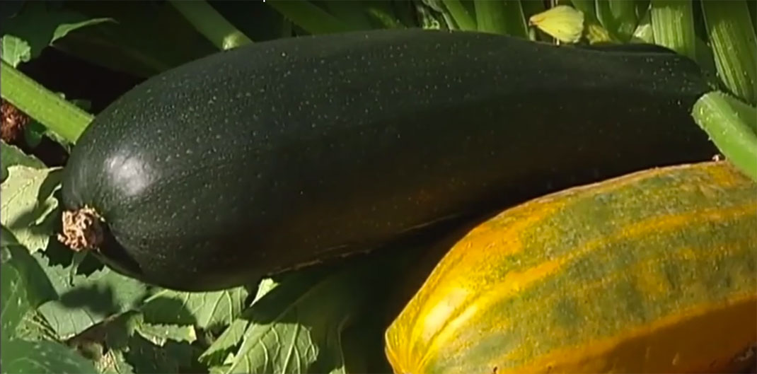 Légumes-bio-12