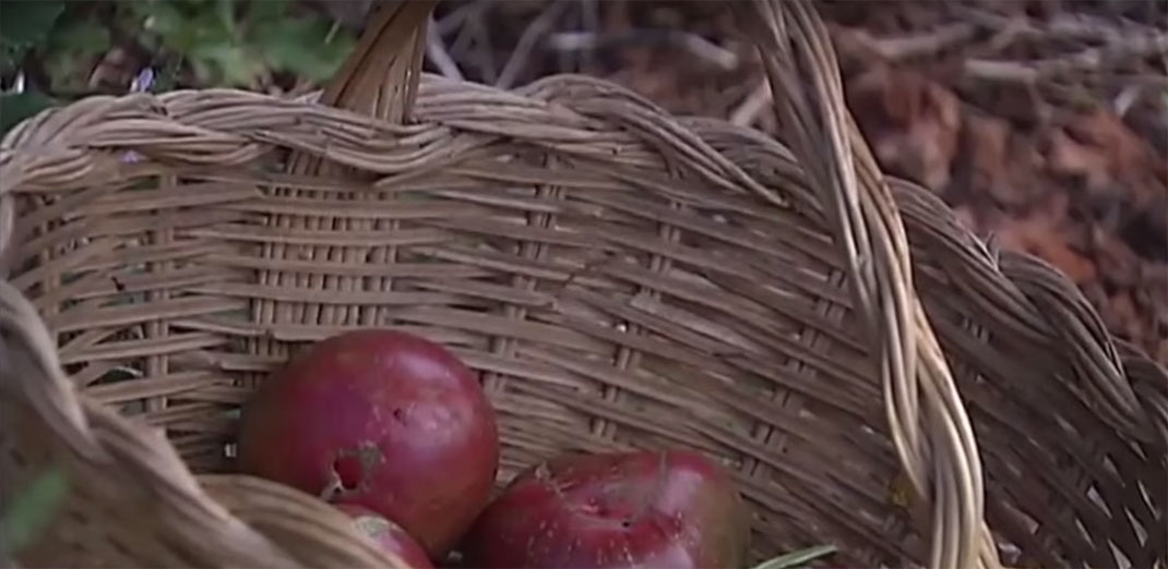 Légumes-bio-7