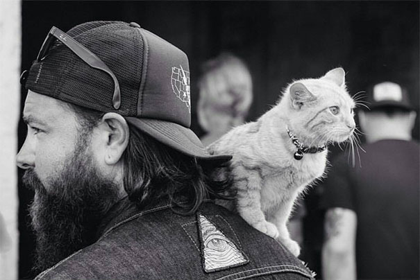 party-cat-10