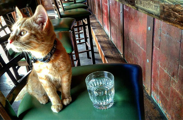 party-cat-9