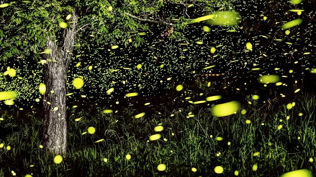 parc-lucioles-10