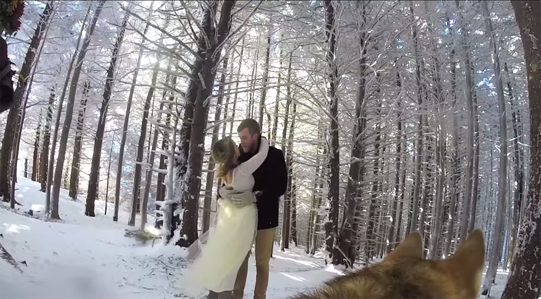 10-chien-mariage