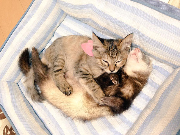 1-chaton-furet-famille