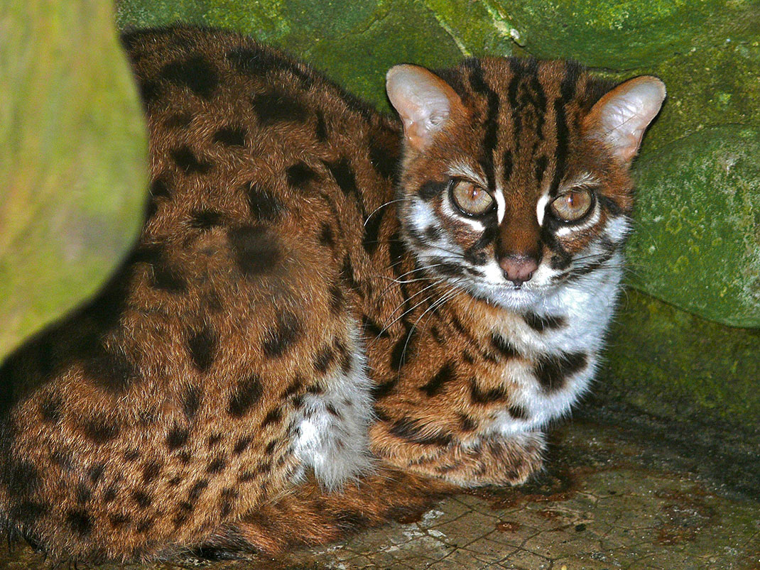 12-chat-BernardDUPONT