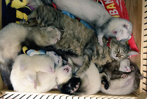 3-chaton-furet-famille