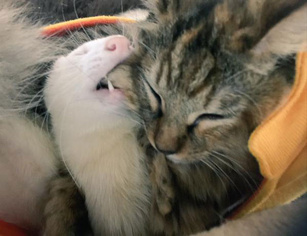 4-chaton-furet-famille
