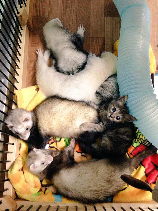 7-chaton-furet-famille