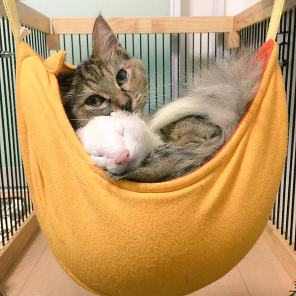 8-chaton-furet-famille