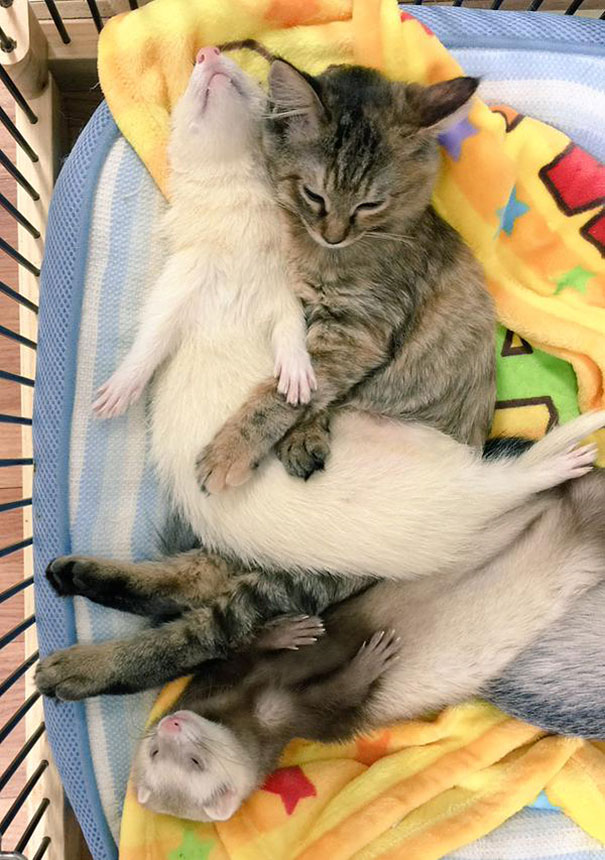 9-chaton-furet-famille