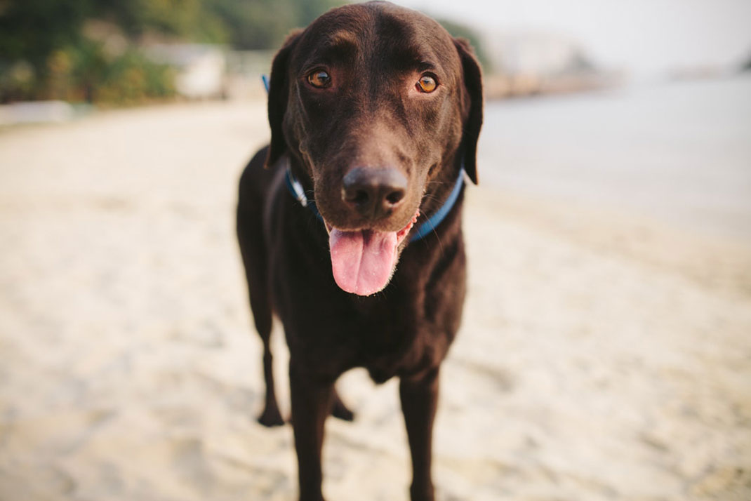 chien-chocolat