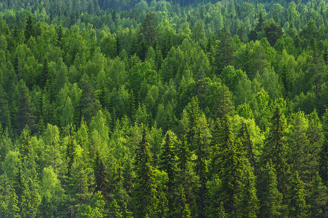 foret-suede