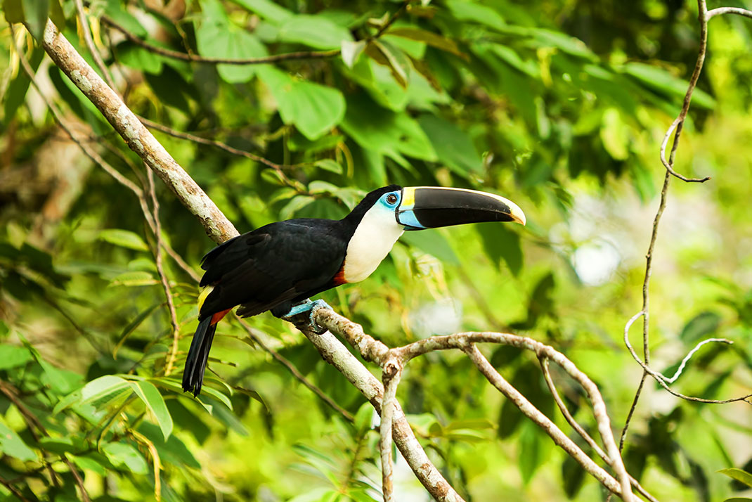 toucan-amazonie