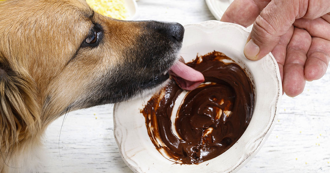 une-chien-chocolat