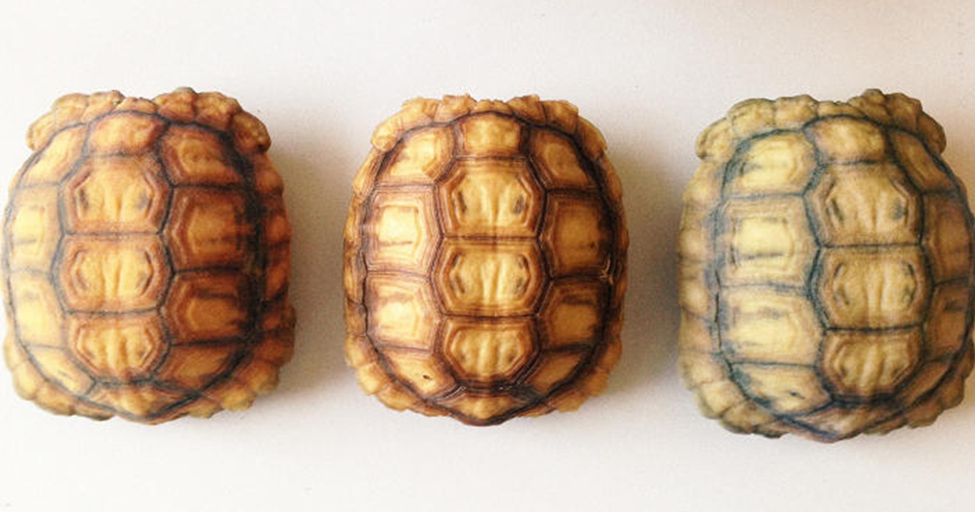tortues 3D
