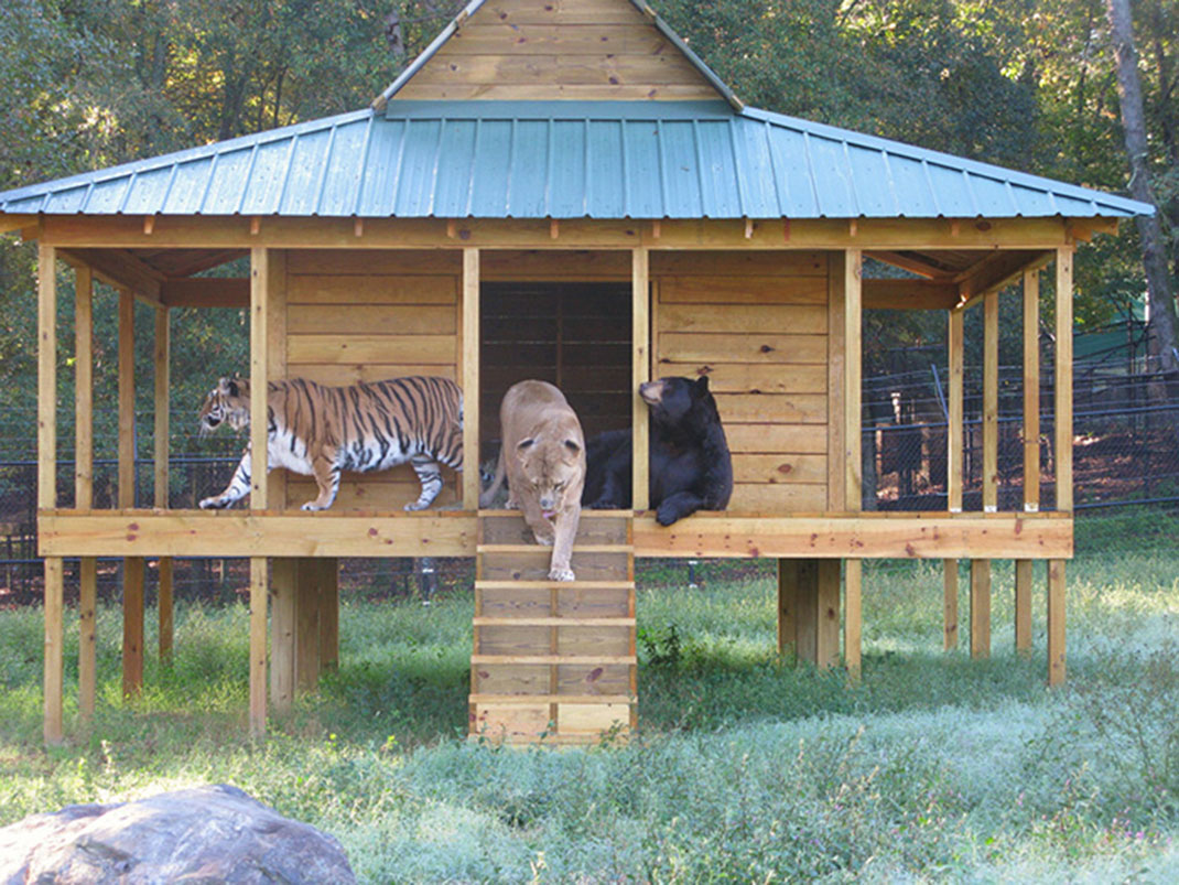 Tigre-ours-lion-51