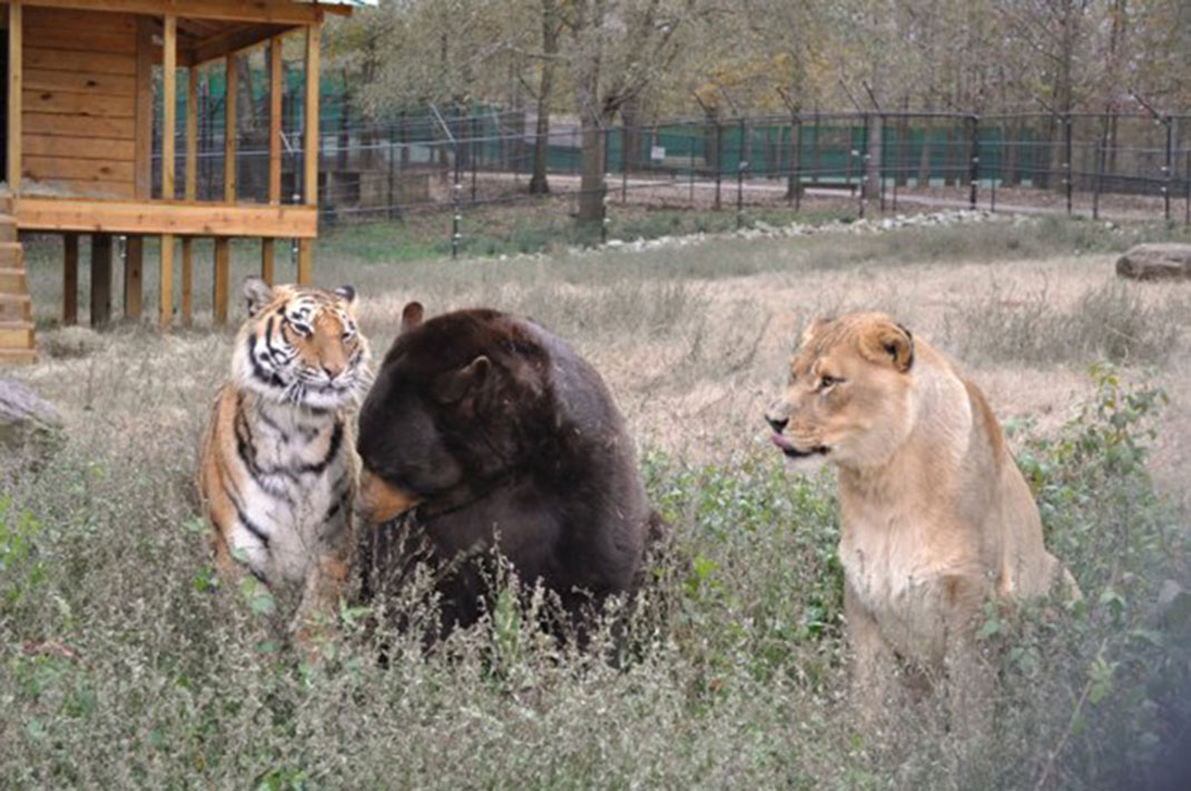 Tigre-ours-lion-52